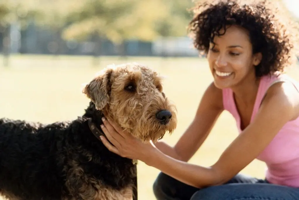 Tips for bringing your dog on vacations to a cottage