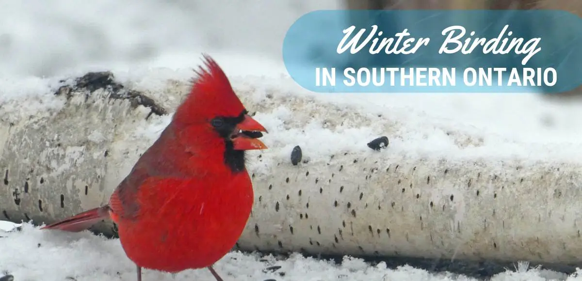 winter birds winter birding in Ontario bird identification ontario list of winter birds ontario birds winter birds in southern ontario