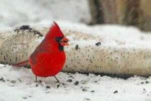 winter birds winter birding in Ontario bird identification ontario list of winter birds ontario birds