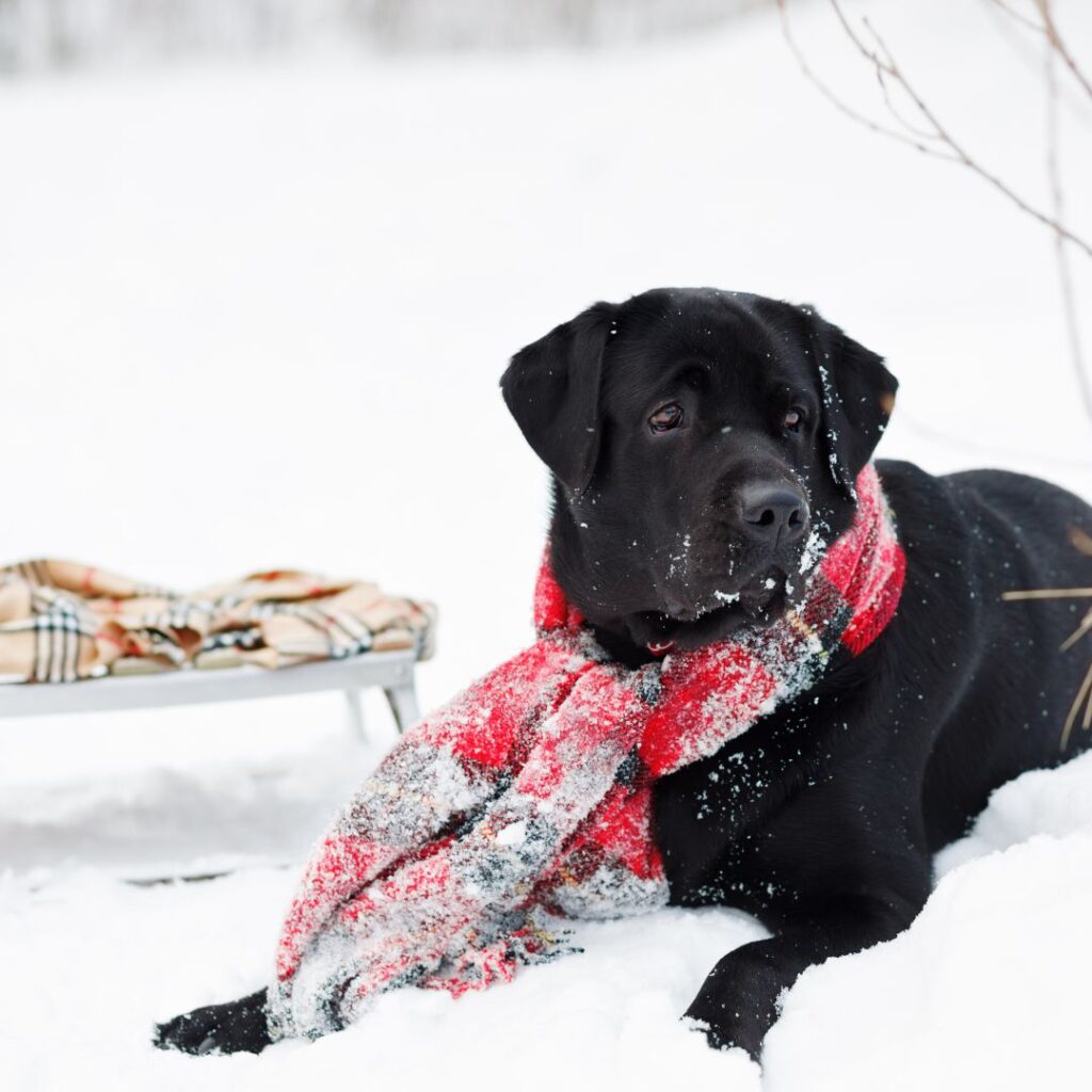 getaway -travel with your dog to cottage this winter travel dog cottage winter