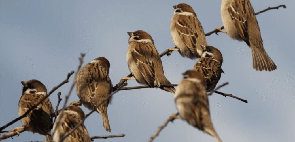 Spring Birding
