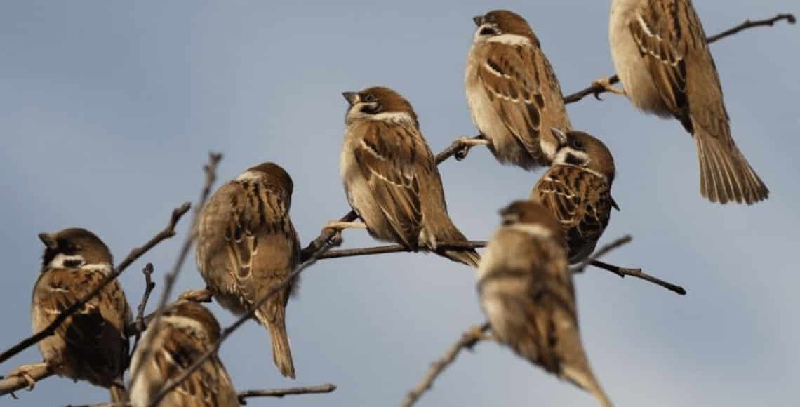 Spring Birding