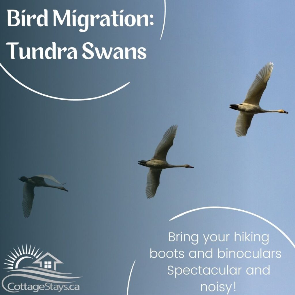 Tundra Swan