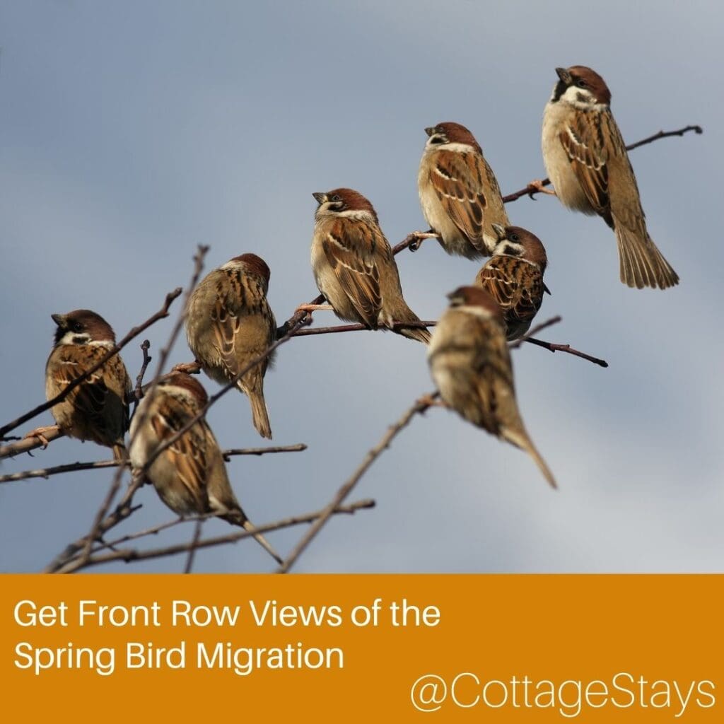 spring birding Ontario