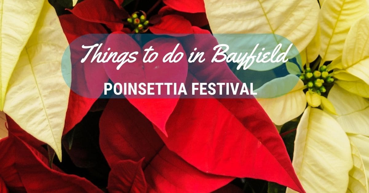 Christmas in Bayfield Poinsettia Festival