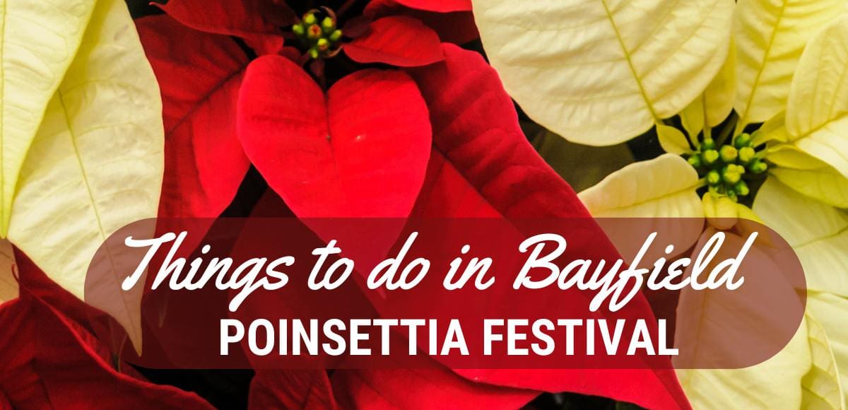 Things to do in Bayfield Christmas in Bayfield Poinsettia Festival