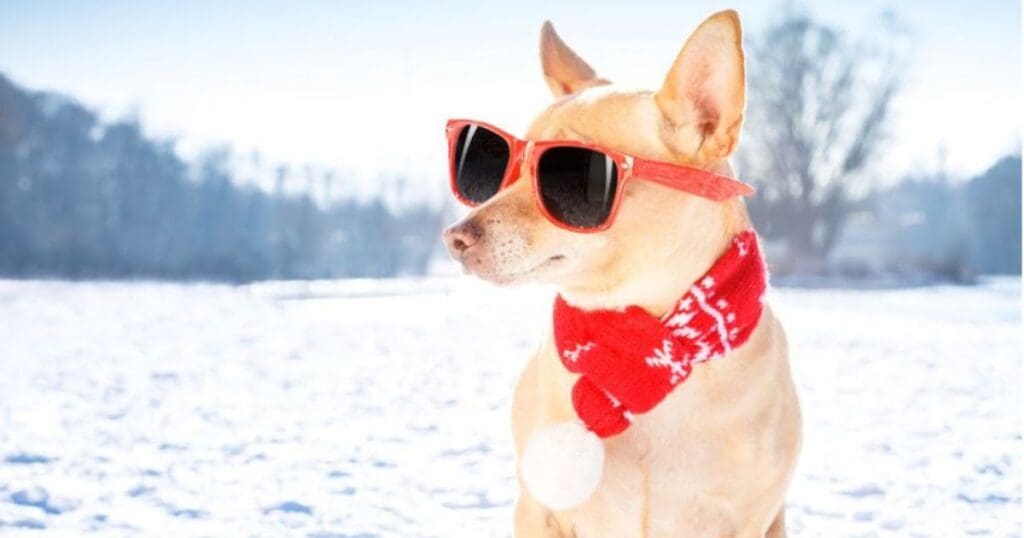 Take your pet to a cottage winter getaway -travel with your dog to cottage this winter