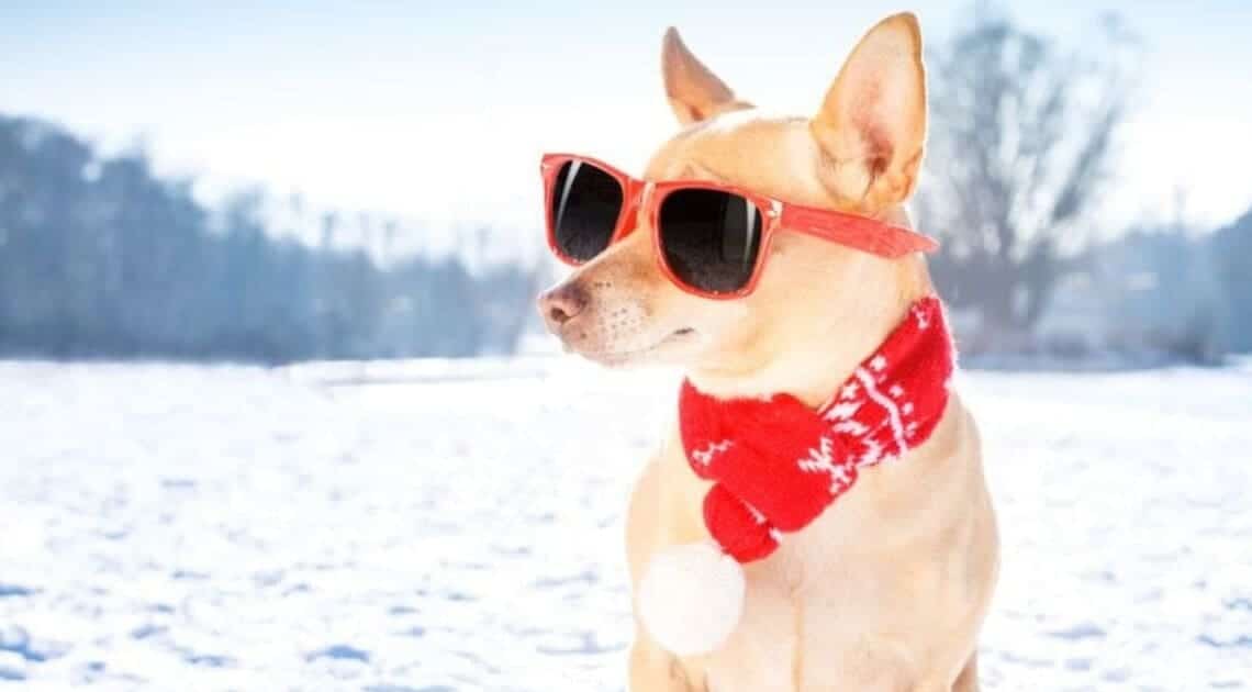 Take your pet to a cottage winter getaway travel with your dog to cottage this winter