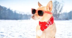 Take your pet to a cottage winter getaway travel with your dog to cottage this winter