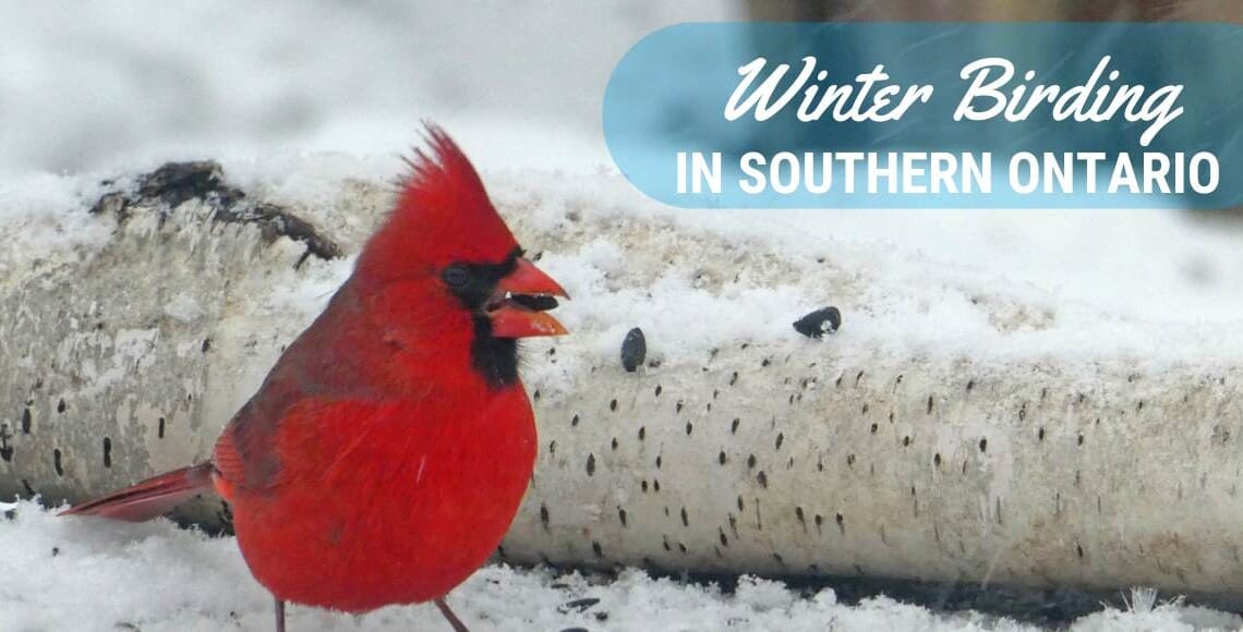winter birding